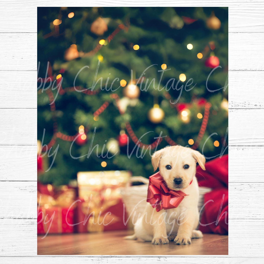 Christmas Wish